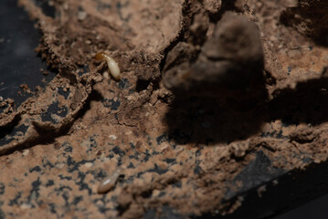 Close up of Termites Eating wood, (Termite damage house)	