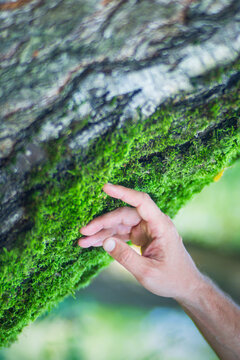 Man gently touching a tree trunk close-up. Bark wood. Connection with nature. Ecology, environmental care, love for the planet