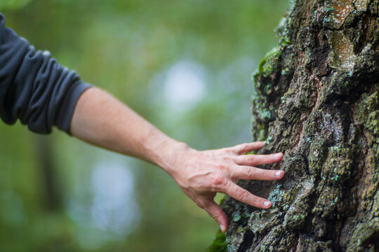 Man gently touching a tree trunk close-up. Bark wood. Connection with nature. Ecology, environmental care, love for the planet.