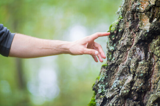 Man gently touching a tree trunk close-up. Bark wood. Connection with nature. Ecology, environmental care, love for the planet.
