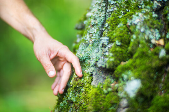 Man gently touching a tree trunk close-up. Bark wood. Connection with nature. Ecology, environmental care, love for the planet