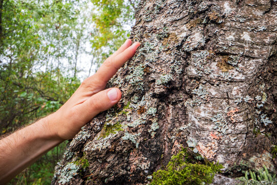 Man gently touching a tree trunk close-up. Bark wood. Connection with nature. Ecology, environmental care, love for the planet