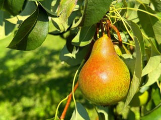 Pear fruit on the tree 