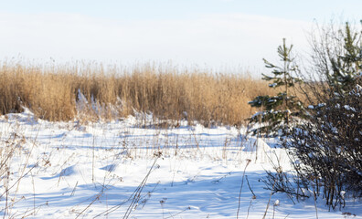 Winter Snowy Landscape With Trees and Tall Reeds in Bright Daylight