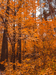  Autumn forest with vibrant orange foliage covering the ground and trees.