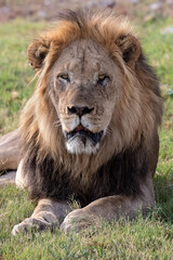Portrait of big male lion