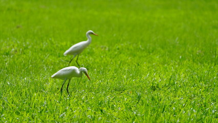 A clear photo of an Eastern Cattle Egret walking and foraging in a lush green grass field in Taipei, Taiwan. Ideal for use in ornithology, birdwatching, and travel-themed stock projects.