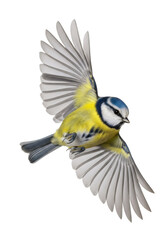 A small blue tit bird (Cyanistes caeruleus) with vibrant blue and yellow plumage, wings spread wide, captured mid-flight, hyper-detailed, sharp focus, isolated on a transparent seamless studio