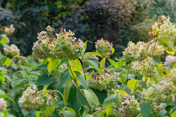 Dry Hydrangea grows in park in autumn. Sunny day. Blossom Hydrangea is growing in cottage garden.