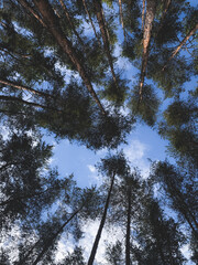  Looking up at tall pine trees reaching into the blue sky &mdash; a peaceful forest moment full of fresh air.