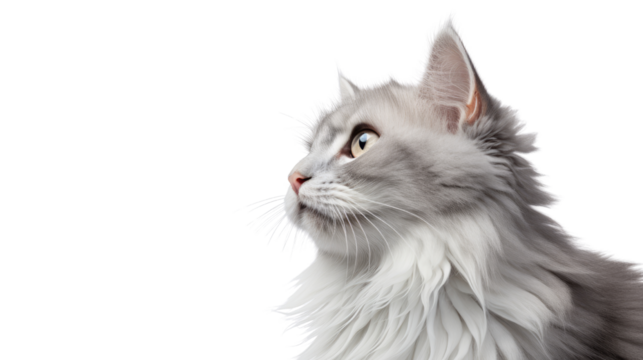 Side facing fluffy cat with white chest fur gazing ahead isolated on white background