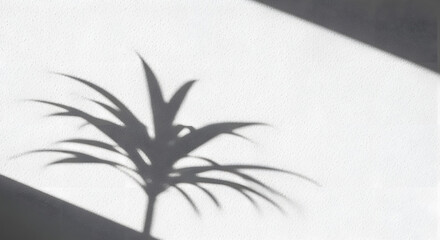 palm tree on a black background