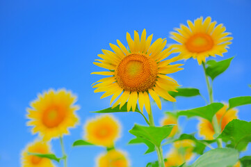 夏空と満開のひまわり畑