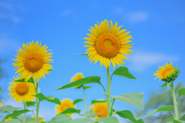 快晴の空に映えるひまわり