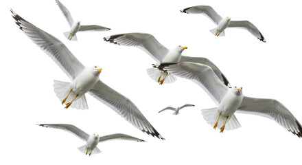Obraz premium Several common gulls with transparent plumage and yellow beaks, wings extended in graceful mid-flight against a seamless transparent studio background with bright, even lighting, captured with a