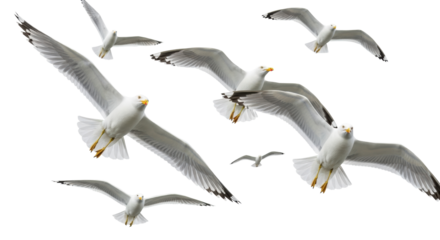 Several common gulls with transparent plumage and yellow beaks, wings extended in graceful mid-flight against a seamless transparent studio background with bright, even lighting, captured with a