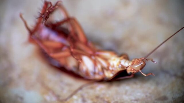 Selective focus, close-up of dying cockroach almost died because it was sprayed with insect repellent and its mouth was emitting green liquid