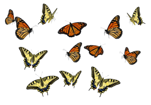 dynamic group of monarch and swallowtail butterflies in mid-flight, wings spread, vibrant orange, black, yellow, blue patterns, isolated on a pristine transparent studio background with no shadows,