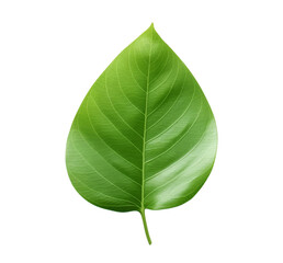 Obraz premium Vibrant Leaf in Solitude: An isolated single leaf, a symbol of growth and resilience, glows with a captivating green color, its intricate details enhanced with fine textures.
