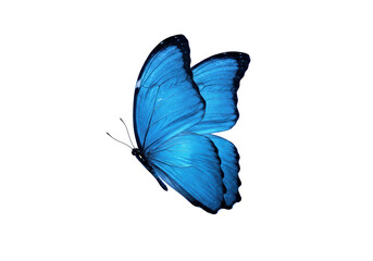 Isolated Vibrant Blue Butterfly with Detailed Wings