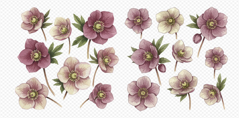 A beautiful collection of hand-painted watercolor hellebore flowers in shades of mauve and cream, isolated for design. © studio