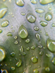 Macro close-up of water droplets on a green leaf surface. Natural texture with clear dew drops, perfect for backgrounds, nature themes, or eco concepts.