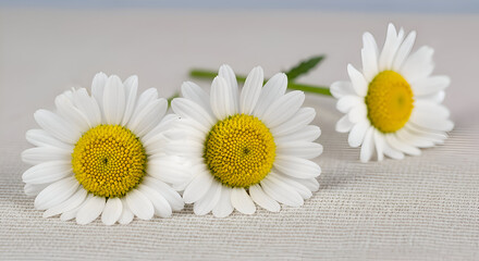 Fototapeta premium Three daisies with white petals and yellow centers on table