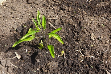 Pepino dulce seedling growing in fertile soil in spring garden