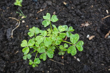 Oca plant growing in dark soil with water droplets