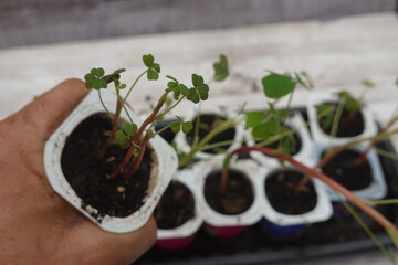 Gardener holding pot with growing oca seedling