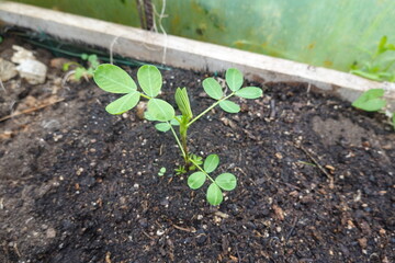 Young peanut plant growing in fertile soil