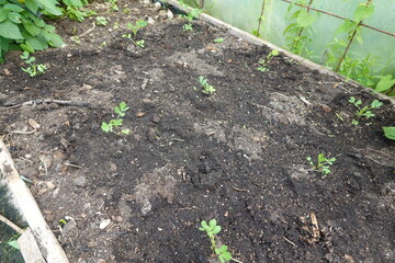 Young peanut plants growing in a raised garden bed