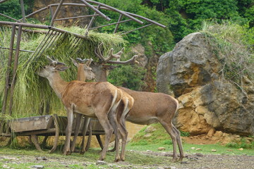 Group of red deer eating hay in wildlife park