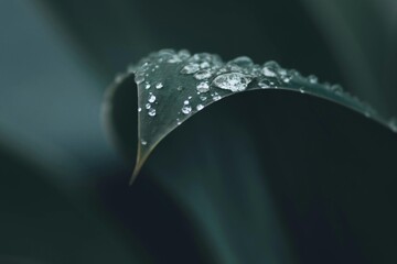 rain drops on a leaf