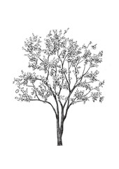 Obraz premium Tree in elevation view for use in architectural drawings