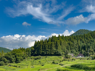 Terraced Rice Fields in Nose, Osaka, Japan