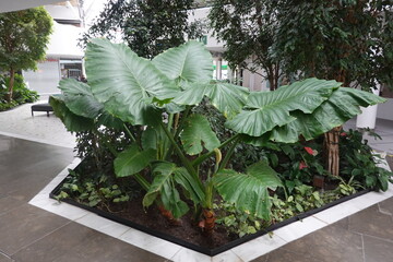 Large green leaves of alocasia macrorrhiza growing indoors