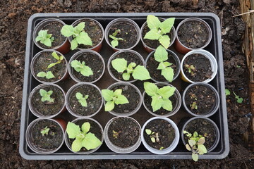Yacon plants growing in small pots in a seed tray
