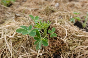 Young lupine growing through straw mulch in garden