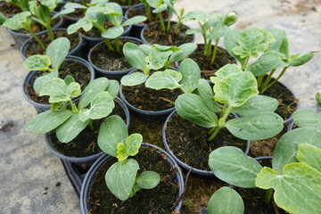 Farmer growing seedlings of cucumbers in greenhouse for spring planting