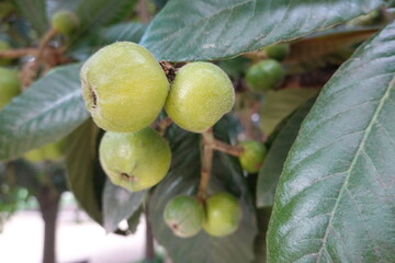 Loquat fruits growing on tree branch