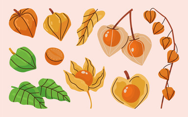 Colorful physalis fruit and leaves illustration