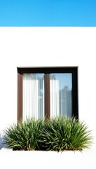 Dark brown window with white curtains against white wall. Modern minimal home exterior with green grass in planter. Architecture design for home, house, building with natural, simple style.