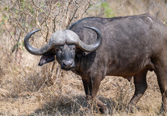 Kaffernb&uuml;ffel oder auch Afrikanischer B&uuml;ffel Wasserb&uuml;ffel genannt, im Busch vom Kr&uuml;ger National Park - Kruger Nationalpark S&uuml;dafrika