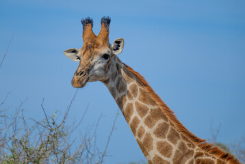 Giraffe im Busch vom Krüger National Park - Kruger Nationalpark Südafrika