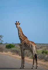 Giraffe im Busch vom Krüger National Park - Kruger Nationalpark Südafrika
