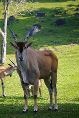 A large eland antelope stands in a grassy field, with two other elands visible in the background.