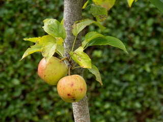 Close up of green apples on an apple tree. Apples are ready for picking and eating.