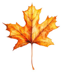 Fototapeta premium PNG Fallen floating Maple Leaf maple leaf illustration.