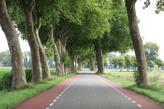 Fototapeta a beautiful country road with a lane of big plane trees with green leaves in summer in the dutch countryside in zeeland